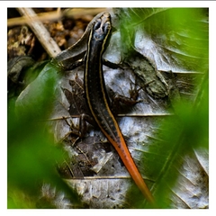 Sphenomorphus dussumieri