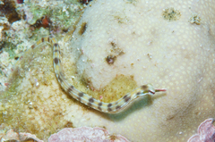 Banded Pipefish photo 4