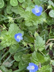 Veronica persica