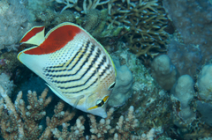 Chaetodon paucifasciatus