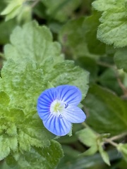Veronica persica