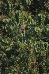 Erinocarpus nimmonii