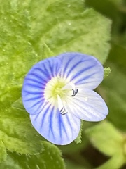 Veronica persica