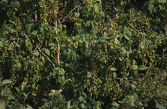 Erinocarpus nimmonii
