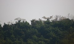 Erinocarpus nimmonii