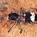 Clerus mutillarius - Photo (c) Samuel Messner, some rights reserved (CC BY-NC), uploaded by Samuel Messner