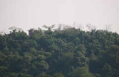 Erinocarpus nimmonii