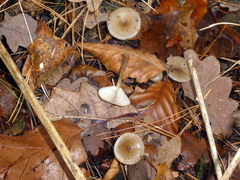 Clitocybe metachroa