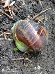 Cornu aspersum