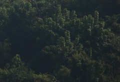 Erinocarpus nimmonii