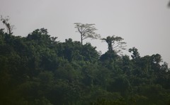 Erinocarpus nimmonii