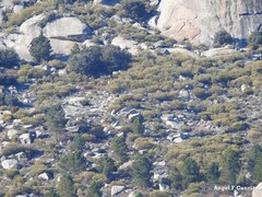 Cytisus oromediterraneus