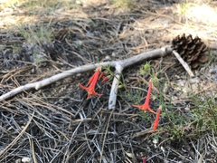 Ipomopsis aggregata formosissima