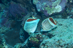 Chaetodon paucifasciatus
