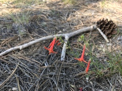 Ipomopsis aggregata formosissima