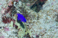 Pseudochromis fridmani