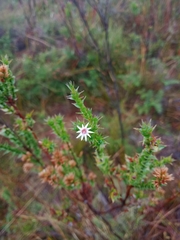 Sprengelia incarnata