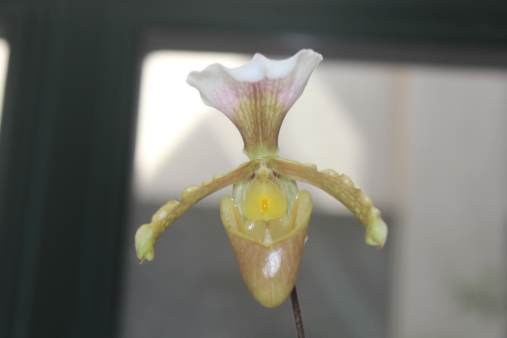 Vejvarut Paphiopedilum