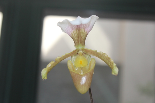 Vejvarut Paphiopedilum (Paphiopedilum vejvarutianum)