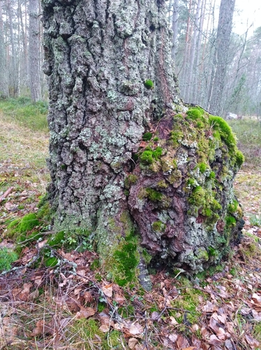 Agrobacterium radiobacter nuotrauka