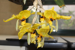 Stanhopea wardii