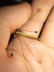 Suhpalacsa dietrichiae