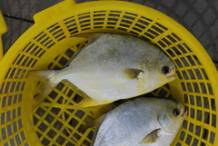 Trachinotus