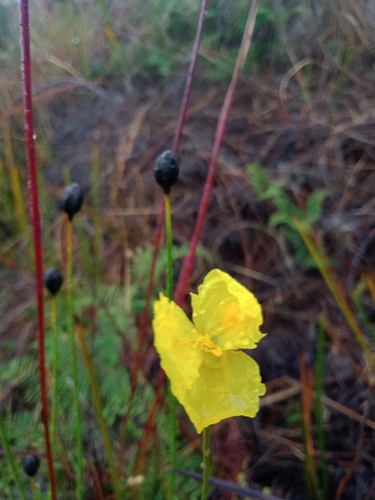 Image of Xyris operculata by (c) Nina Kerr, some rights reserved (CC BY)