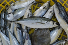 Megalaspis cordyla