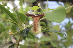 Aristolochia ridicula