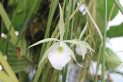 Brassavola tuberculata