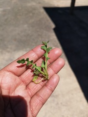 Cleretum lyratifolium
