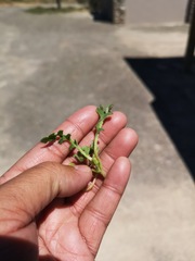 Cleretum lyratifolium