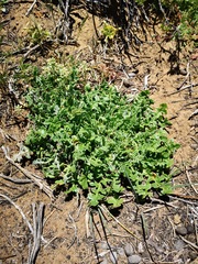 Cleretum lyratifolium