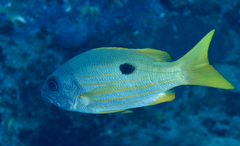 Lutjanus ehrenbergii