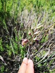 Gladiolus orchidiflorus