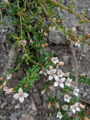 Cyanothamnus nanus nanus