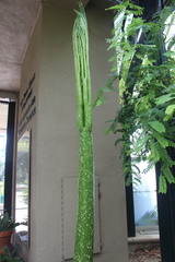 Amorphophallus titanum
