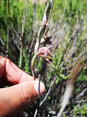 Gladiolus orchidiflorus