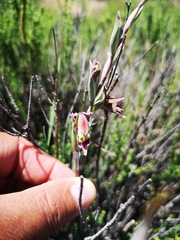Gladiolus orchidiflorus