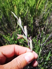 Gladiolus orchidiflorus
