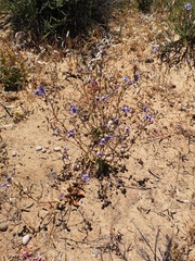 Nemesia azurea