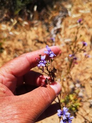 Nemesia azurea