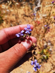 Nemesia azurea