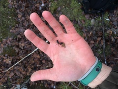 Camponotus ligniperda
