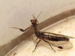 Theristria stigma