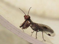 Theristria stigma