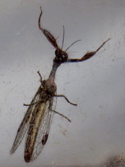 Theristria stigma