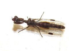 Theristria stigma