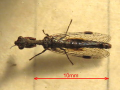 Theristria stigma